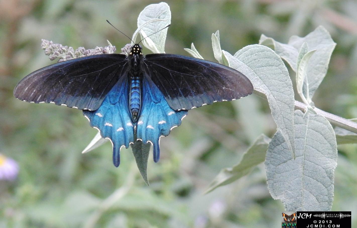 LANHM Pavillion of Wings 2013 Pipevine Swallowtail